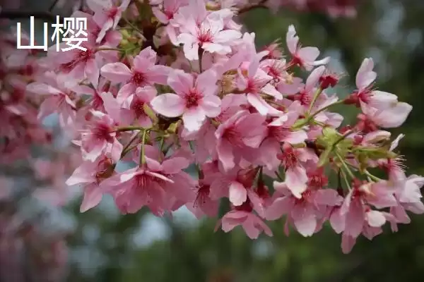 图片[8]-了解樱花花期的方法和重点？了解樱花花期要做好哪些细节？-会东网