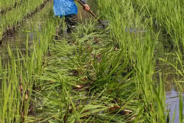 图片[2]-种植茭白的环境要求和要点？种植茭白需关注哪些环境要素？-会东网