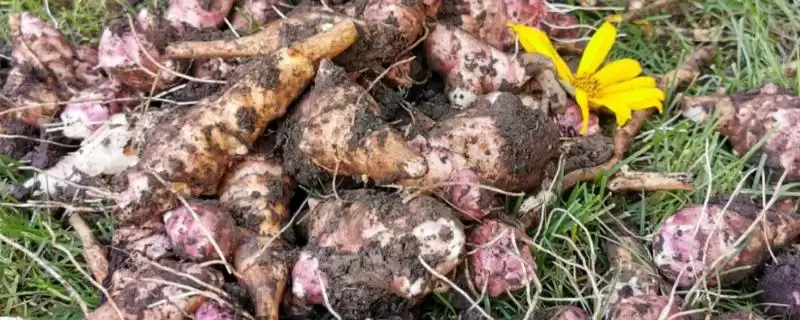 探寻洋姜产量高但无人种植原因的方法和重点？探寻洋姜产量高但无人种植原因要做好哪些细节？-会东网