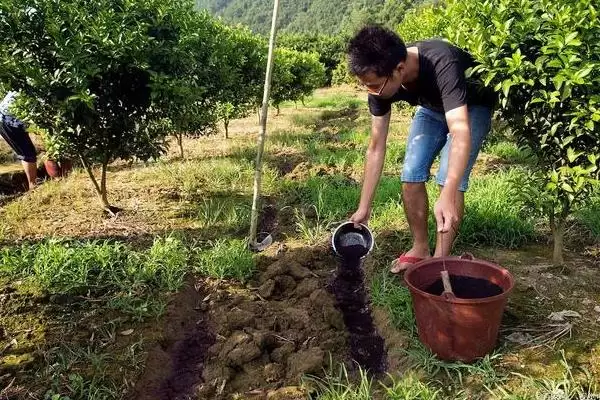 图片[5]-种植西梅的方法和重点？种植西梅要做好哪些细节？-会东网