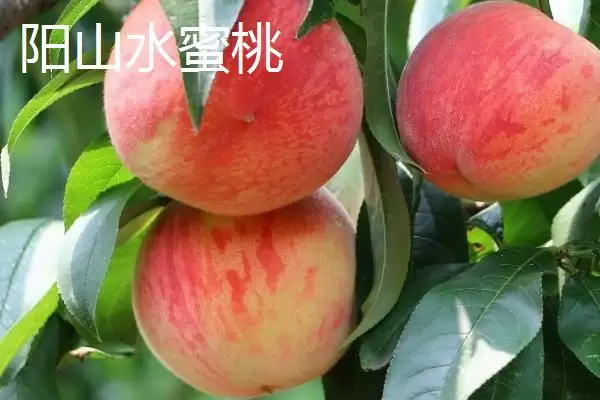 图片[5]-秦王桃价格背后：每斤4-5元的市场定位因素-会东网