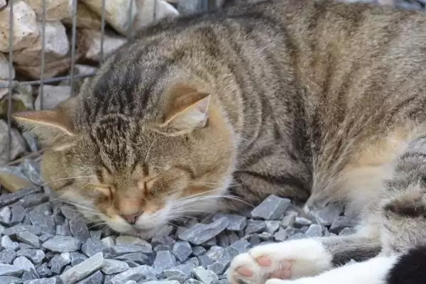 图片[2]-老龄猫咪的照顾方法 ,照顾老龄猫咪为何要多放猫砂盆？-会东网