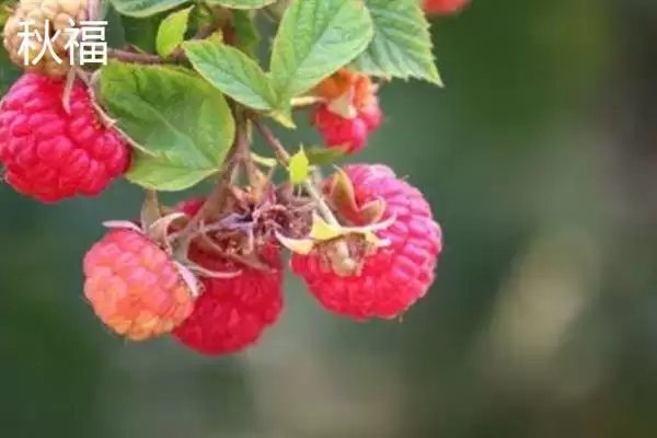 图片[4]-树莓与刺莓的区别？区分树莓与刺莓要关注哪些重要的差异点？-会东网