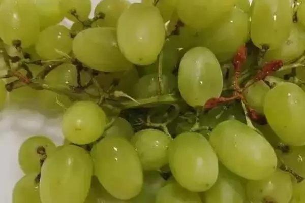图片[4]-提子和葡萄的区别？区分提子和葡萄要关注哪些关键的品种特性和形态差异？-会东网