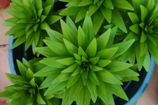 图片[7]-盆栽百合花浇水方法：每隔3天浇一次的科学频率-会东网
