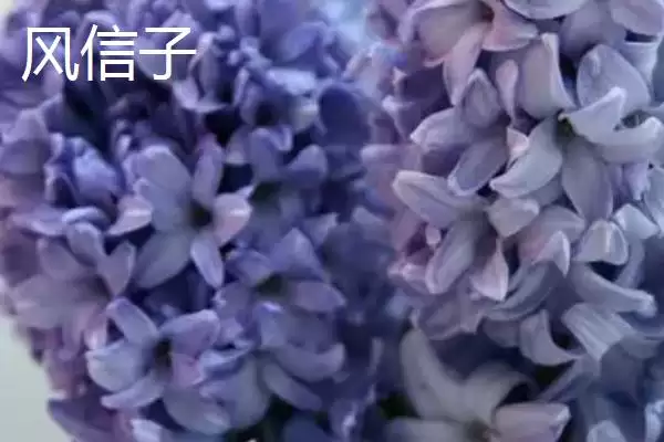 图片[4]-紫罗兰和风信子区别的要点和对比？分辨紫罗兰和风信子需注意什么？-会东网