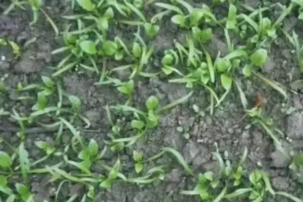 图片[2]-了解越冬菠菜出苗所需时间的方法和重点？了解越冬菠菜出苗所需时间要做好哪些细节？-会东网