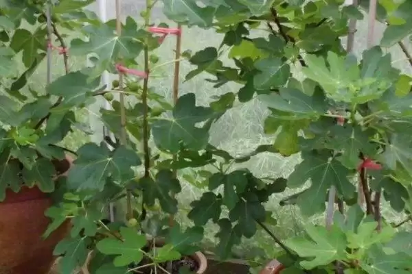 图片[4]-无花果树苗价格的波动和要点？了解无花果树苗价格需关注哪些因素？-会东网