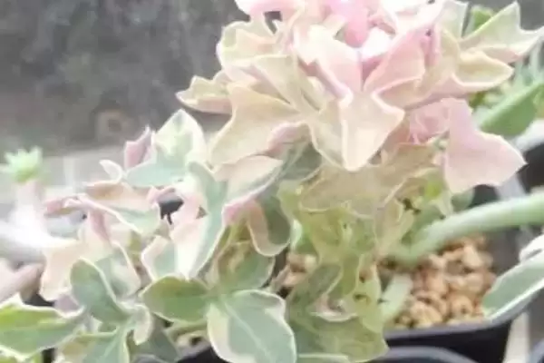 图片[2]-七宝树锦的花语解读：寓意优美、富贵和坚强的美好象征-会东网