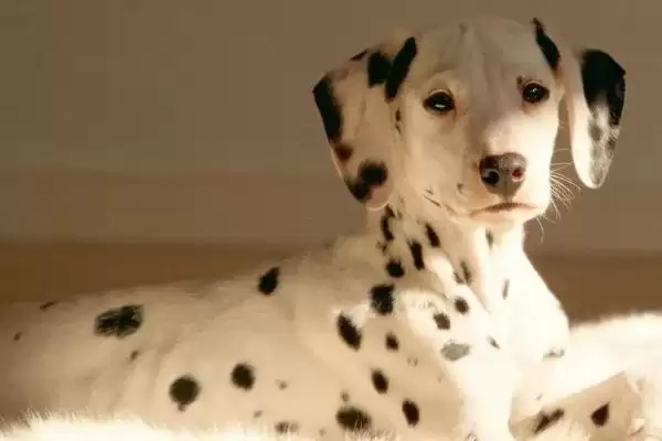 图片[2]-犬细小的传播途径？了解犬细小传播途径要知晓哪些病毒传播和感染方式要点？-会东网