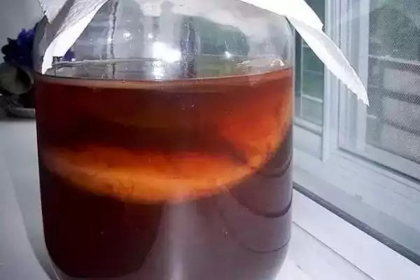 图片[4]-制作红茶菌菌种的方法和重点？制作红茶菌菌种要做好哪些细节？-会东网
