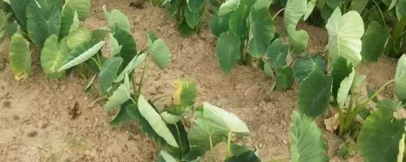 确定芋头种植时间的方法和重点？确定芋头种植时间要做好哪些细节？-会东网