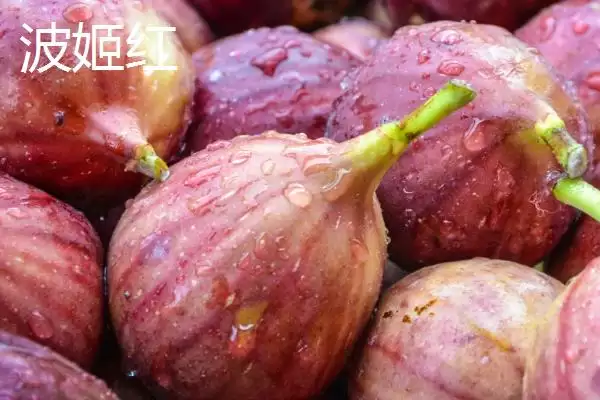 图片[6]-无花果产地的分布和要点？了解无花果产地需关注哪些关键信息？-会东网