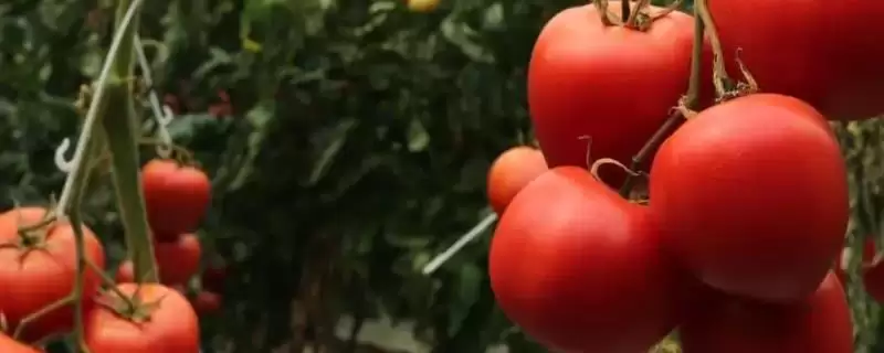 盆栽西红柿打顶时间：春季晴天打顶的最佳时机-会东网