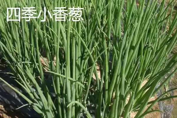 图片[3]-小葱产地的分布和要点？了解小葱产地需关注哪些关键信息？-会东网