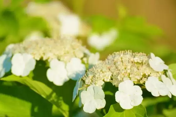 图片[4]-天目琼花的形态特征？认识天目琼花要了解哪些关键的花卉形态和结构要点？-会东网