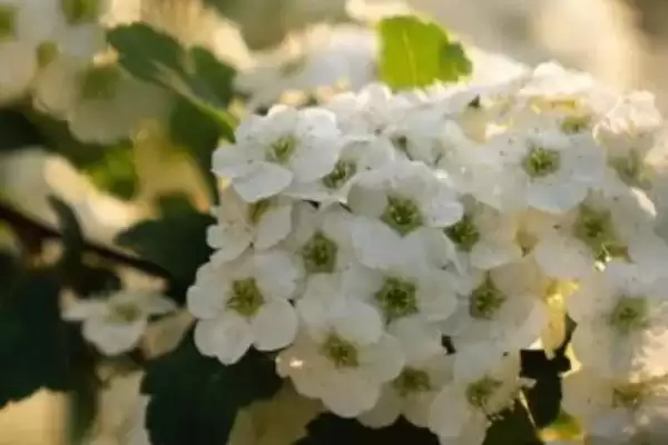 图片[4]-养香雪球使其多开花的方法和重点？养香雪球使其多开花要做好哪些细节？-会东网