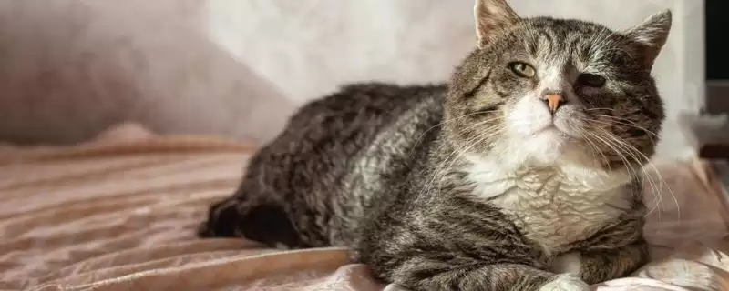 老龄猫咪的照顾方法 ,照顾老龄猫咪为何要多放猫砂盆？-会东网