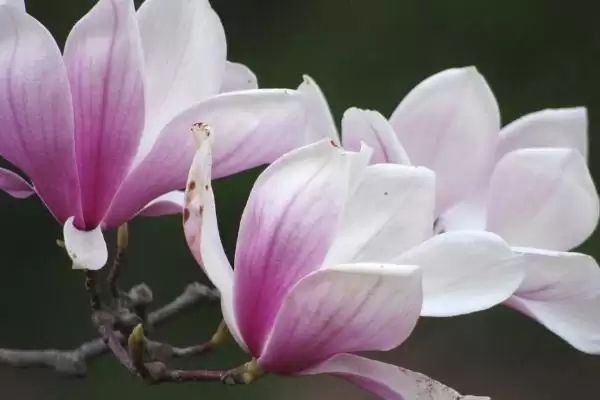 图片[3]-了解玉兰花花语的方法和重点？了解玉兰花花语要做好哪些细节？-会东网