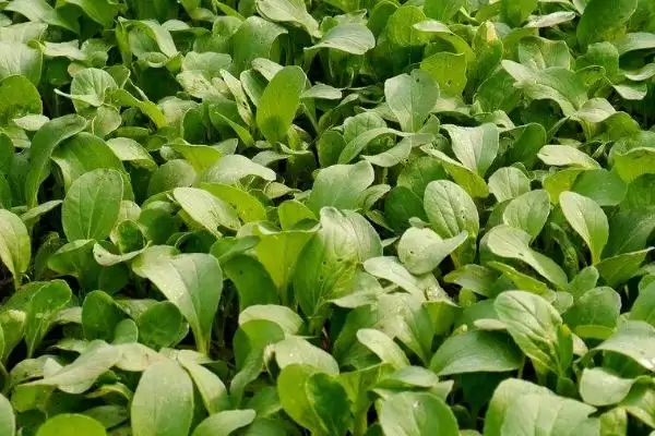 图片[3]-小白菜收获时间的要点和判断？判断小白菜收获时机需注意什么？-会东网