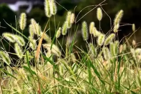 图片[3]-小米最早培育植物的要点和解读？了解小米培育起源需关注哪些关键信息？-会东网