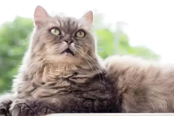 图片[4]-老龄猫咪的照顾方法 ,照顾老龄猫咪为何要多放猫砂盆？-会东网