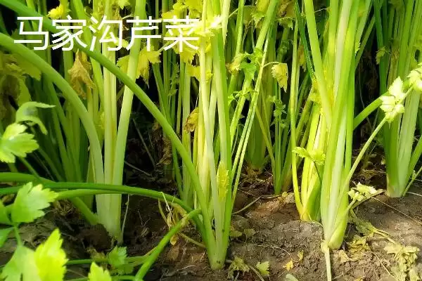 图片[2]-山东平度的特产？知晓山东平度特产要掌握哪些当地特色产品要点？-会东网