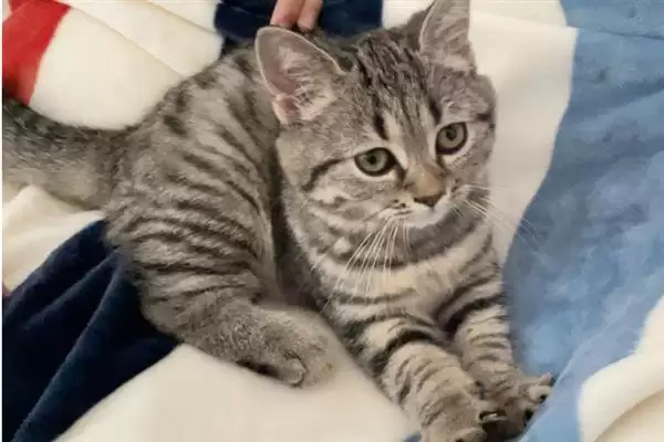 图片[9]-让猫咪变得粘人的方法？培养猫咪粘人习性要掌握哪些有效的互动和饲养方法？-会东网
