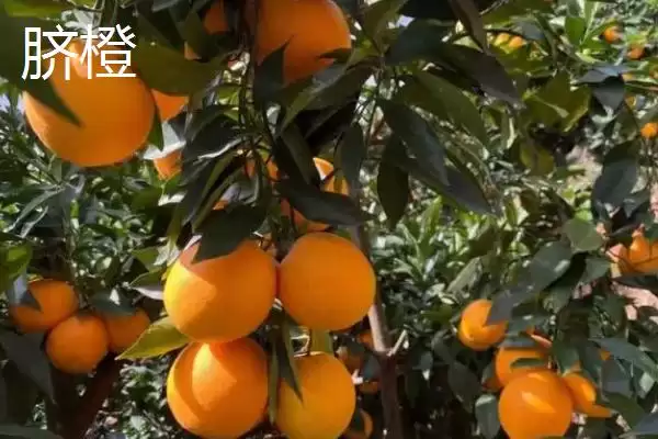 图片[5]-认识优质冰糖橙特点的方法和重点？认识优质冰糖橙特点要做好哪些细节？-会东网