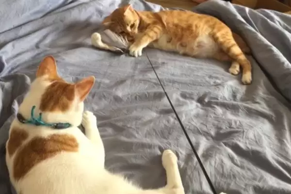 图片[10]-让猫咪变得粘人的方法？培养猫咪粘人习性要掌握哪些有效的互动和饲养方法？-会东网