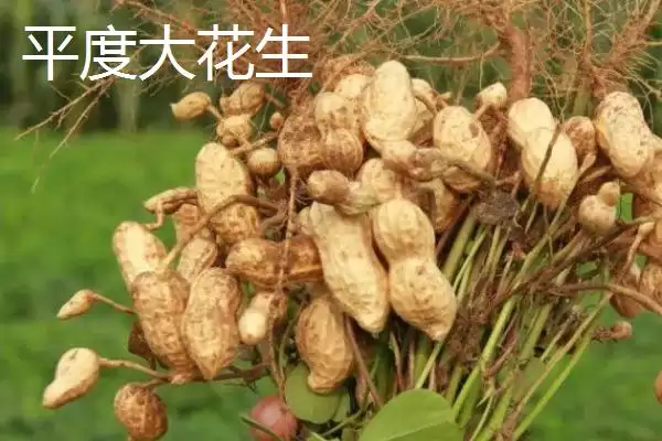 图片[9]-山东平度的特产？知晓山东平度特产要掌握哪些当地特色产品要点？-会东网