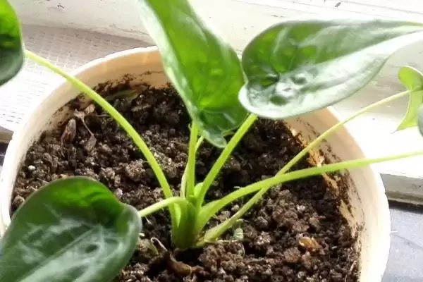 图片[3]-尖尾芋的种植要点 ,种植尖尾芋有哪些关键要点-会东网