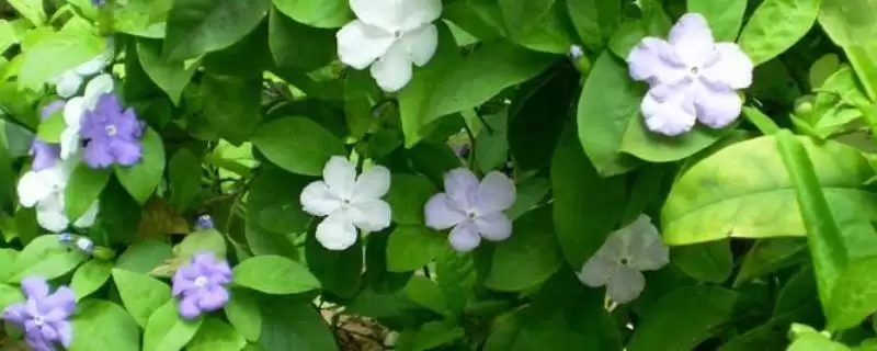 养番茉莉的方法和重点？养番茉莉要做好哪些细节？-会东网
