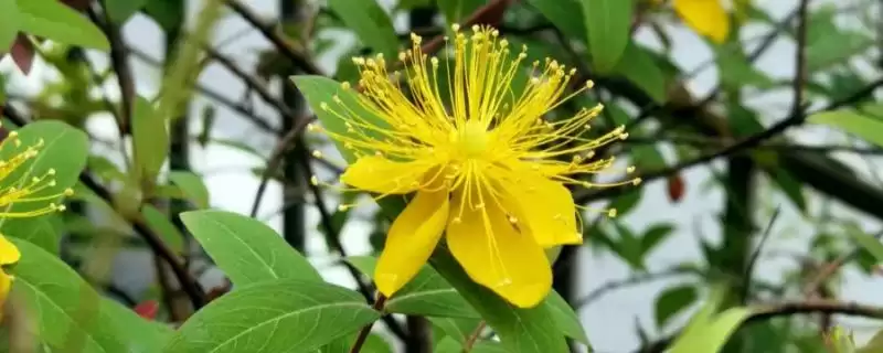 金丝猴花的养殖方法 ,金丝猴花多久更换一次盆土-会东网