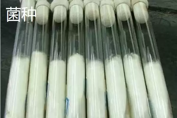 图片[4]-菌种的定义 ,菌种具体指的是什么微生物呢？-会东网