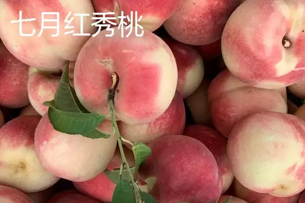 图片[4]-桃树苗品种优选：秋彤桃为何是国内最好的品种？-会东网