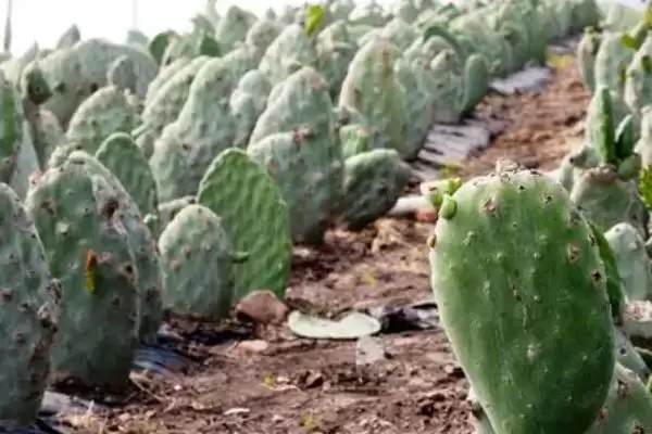 图片[4]-仙人掌花语的解读和要点？解读仙人掌花语需关注哪些关键信息？-会东网