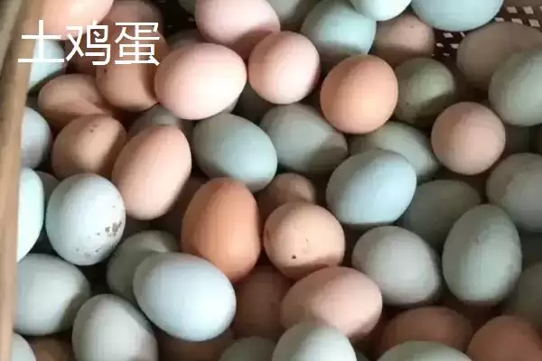 知悉土鸡蛋价格走向的方法和重点？养鸡要做好哪些市场价格把控？插图1