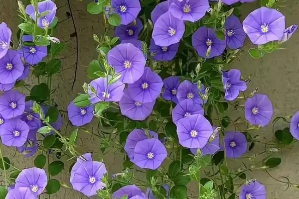 图片[2]-牵牛花特点揭秘：花朵颜色丰富的独特魅力-会东网