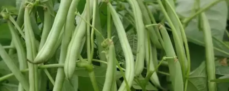 无架四季豆种植季节的规律和要点？了解无架四季豆种植需关注什么？-会东网