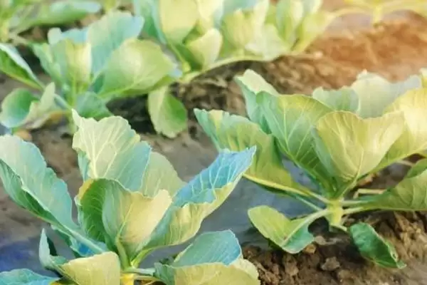 图片[5]-卷心菜的形态特征 ,卷心菜具有怎样独特的形态呢？-会东网
