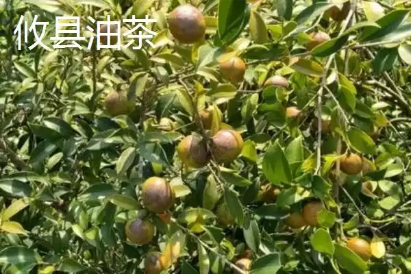图片[5]-了解油茶苗价格的方法和重点？了解油茶苗价格要做好哪些细节？-会东网