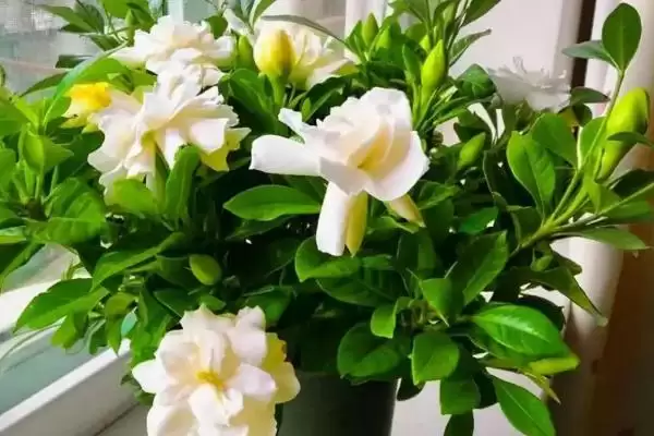 图片[4]-探寻栀子花老叶子发黄原因的方法和重点？探寻栀子花老叶子发黄原因要做好哪些细节？-会东网