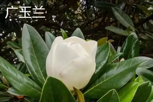 图片[3]-山玉兰和广玉兰有什么区别？区分山玉兰和广玉兰要关注哪些差异？-会东网