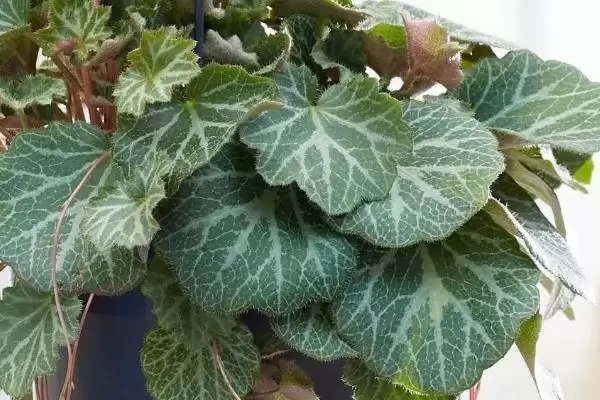 图片[3]-养虎耳草的方法和重点？养虎耳草要做好哪些细节？-会东网