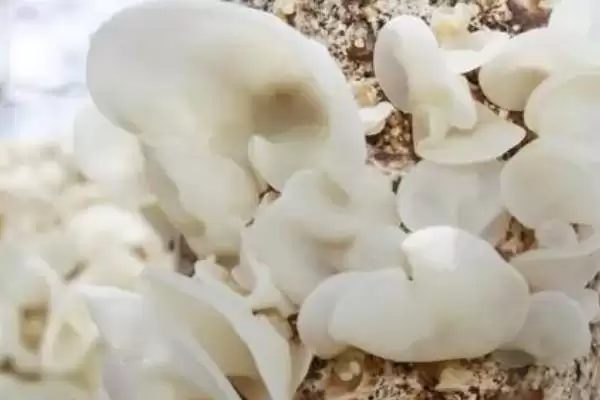 图片[3]-认识玉木耳特点的方法和重点？认识玉木耳特点要做好哪些细节？-会东网