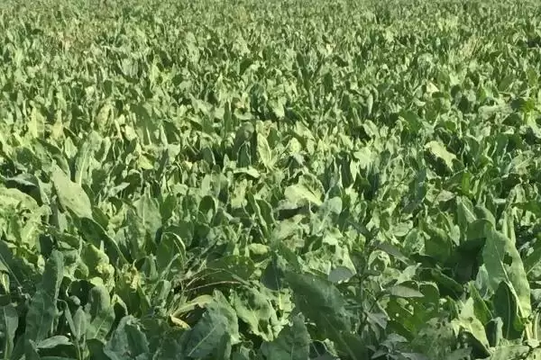 图片[2]-种植板蓝根的成本和收益？种植板蓝根需考量哪些经济因素？-会东网