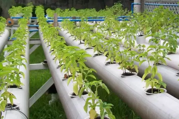 图片[7]-无土栽培蔬菜的种类和要点？了解无土栽培蔬菜需关注哪些品种？-会东网