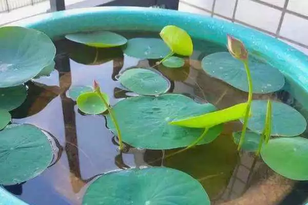 图片[4]-种植碗莲所需盆深的要点和依据？种植碗莲选盆需关注哪些要点？-会东网