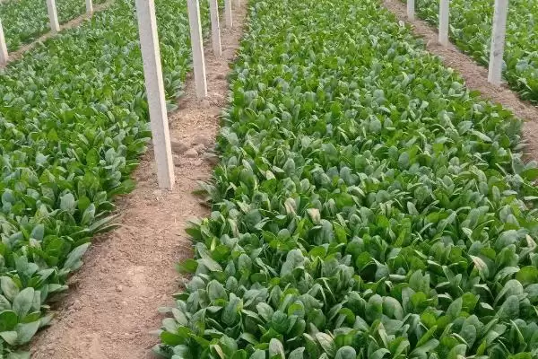 图片[4]-了解越冬菠菜出苗所需时间的方法和重点？了解越冬菠菜出苗所需时间要做好哪些细节？-会东网